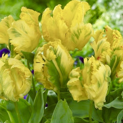 Bulbi de Lalele Eagle Wings - Pachet 4 Bulbi, Aqua Flowers