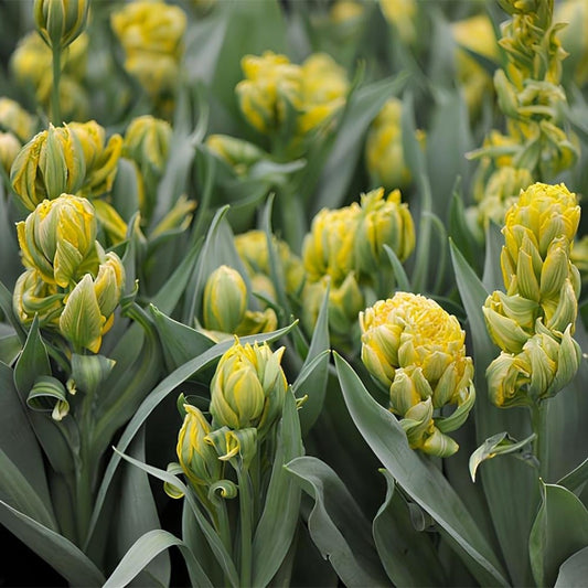 Bulbi Lalele Emerald Star - Pachet 5 Bulbi - Aqua Flowers