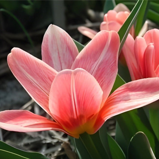 Bulbi Lalele Fashion - Pachet 5 Bulbi - Aqua Flowers