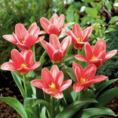 Bulbi Lalele Fashion - Pachet 5 Bulbi - Aqua Flowers