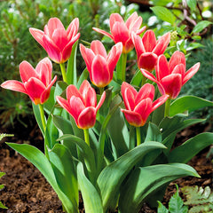 Bulbi Lalele Fashion - Pachet 5 Bulbi - Aqua Flowers