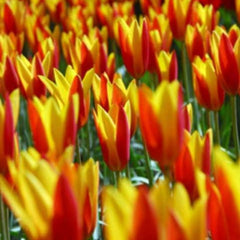 Bulbi de Lalele Giuseppe Verdi - Pachet 3 Bulbi, Aqua Flowers