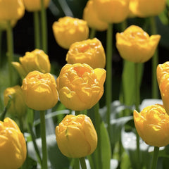 Bulbi de Lalele Golden Fever - Pachet 3 Bulbi, Aqua Flowers