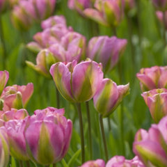 Bulbi de Lalele Greenland - Pachet 3 Bulbi, Aqua Flowers