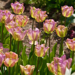 Bulbi de Lalele Greenland - Pachet 3 Bulbi, Aqua Flowers