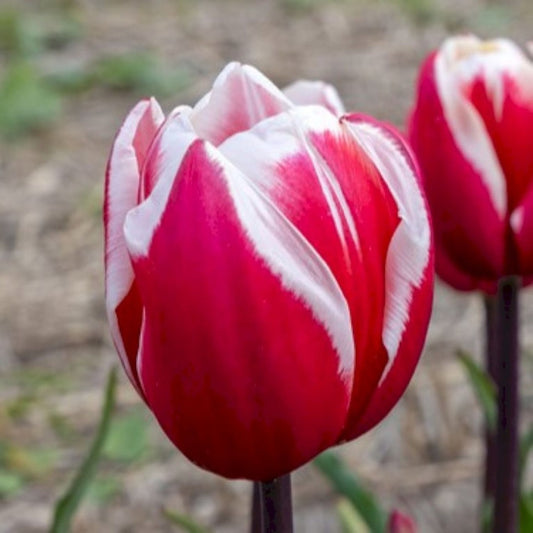 Bulbi Lalele Gus Papendrecht - Pachet 5 Bulbi - Aqua Flowers