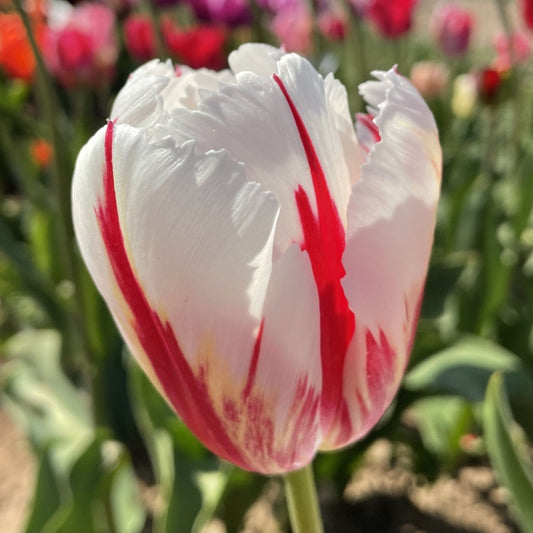 Bulbi Lalele Happy Generation - Pachet 5 Bulbi - Aqua Flowers