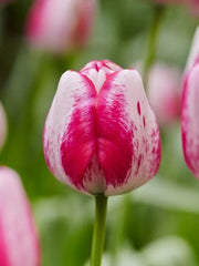 Bulbi Lalele Hotpants - Pachet 5 Bulbi - Aqua Flowers