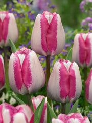 Bulbi Lalele Hotpants - Pachet 5 Bulbi - Aqua Flowers