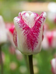 Bulbi Lalele Hotpants - Pachet 5 Bulbi - Aqua Flowers