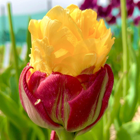 Bulbi Lalele Ice Cream Banana - Pachet 5 Bulbi - Aqua Flowers