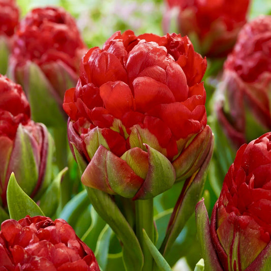 Bulbi Lalele Ice Cream Strawberry - Pachet 5 Bulbi - Aqua Flowers