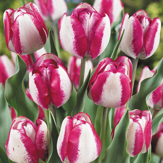 Bulbi Lalele Mata Hari - Pachet 5 Bulbi - Aqua Flowers