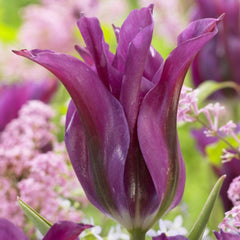 Bulbi de Lalele Purple Doll - Pachet 3 Bulbi, Aqua Flowers