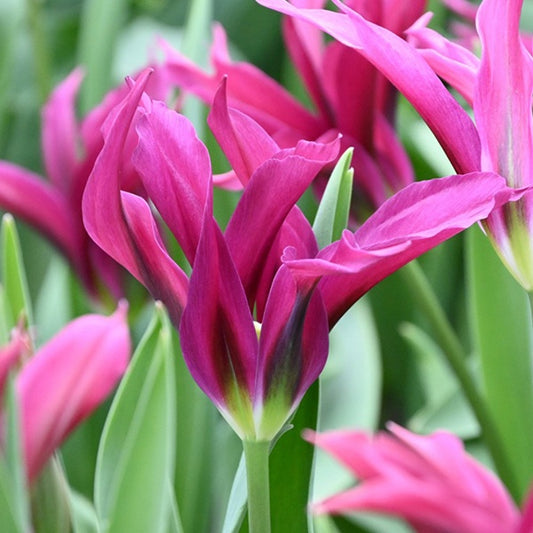 Bulbi Lalele Purple Doll - Pachet 5 Bulbi - Aqua Flowers