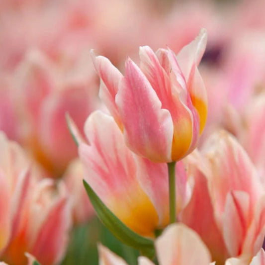 Bulbi Lalele Quebec - Pachet 5 Bulbi - Aqua Flowers