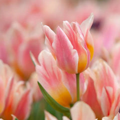 Bulbi Lalele Quebec - Pachet 5 Bulbi - Aqua Flowers