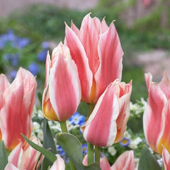 Bulbi Lalele Quebec - Pachet 5 Bulbi - Aqua Flowers