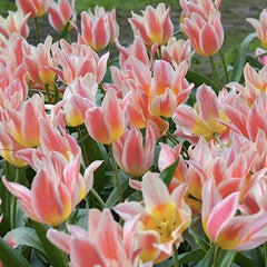 Bulbi Lalele Quebec - Pachet 5 Bulbi - Aqua Flowers