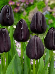 Bulbi de Lalele Queen of Night - Pachet 3 Bulbi, Aqua Flowers