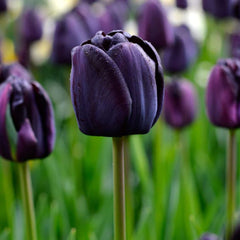 Bulbi de Lalele Queen of Night - Pachet 3 Bulbi, Aqua Flowers