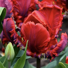 Bulbi Lalele Rococo - Pachet 5 Bulbi - Aqua Flowers