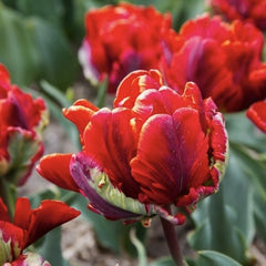 Bulbi Lalele Rococo - Pachet 5 Bulbi - Aqua Flowers