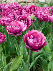 Bulbi de Lalele Pink Diamond - Pachet 3 Bulbi, Aqua Flowers