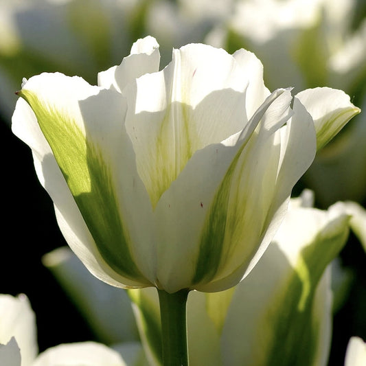 Bulbi Lalele Spring Green - Pachet 5 Bulbi - Aqua Flowers