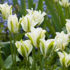 Bulbi de Lalele Spring Green - Pachet 5 Bulbi, Aqua Flowers