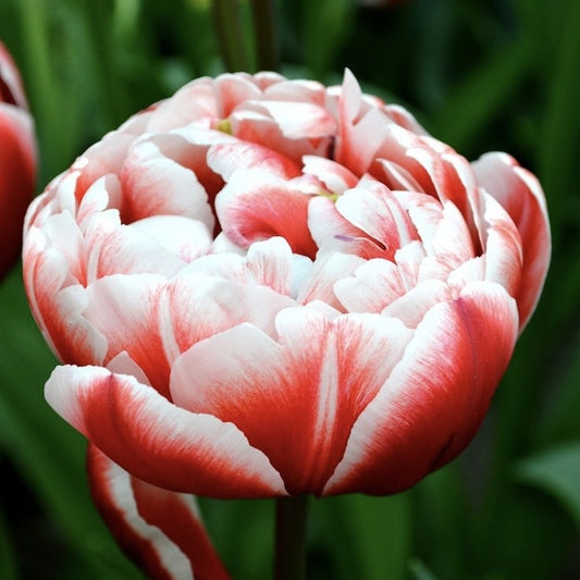 Bulbi Lalele Voicemail - Pachet 5 Bulbi - Aqua Flowers