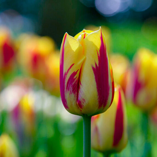 Bulbi Lalele Washington - Pachet 5 Bulbi - Aqua Flowers