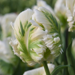 Bulbi de Lalele White Rebel - Pachet 3 Bulbi, Aqua Flowers