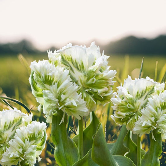 Bulbi Lalele White Rebel - Pachet 5 Bulbi - Aqua Flowers