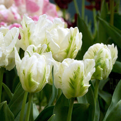 Bulbi de Lalele White Rebel - Pachet 3 Bulbi, Aqua Flowers