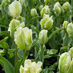 Bulbi de Lalele White Rebel - Pachet 3 Bulbi, Aqua Flowers