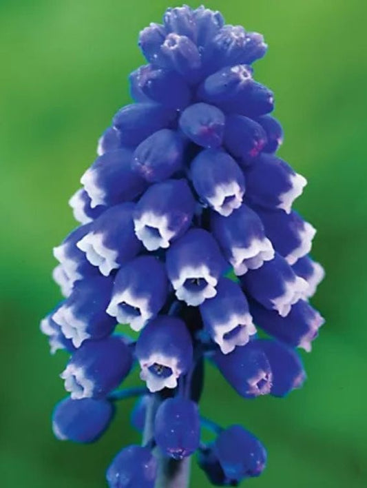 Bulbi Muscari - Dark Eyes Pachet 5 Bulbi - Aqua Flowers