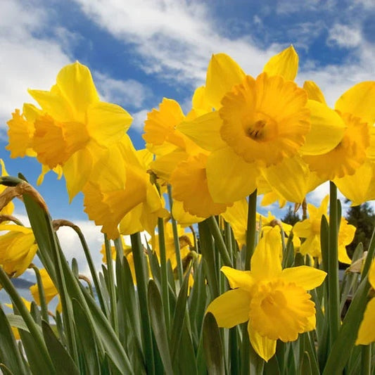 Bulbi Narcise Dutch Master - Pachet 3 Bulbi - Aqua Flowers