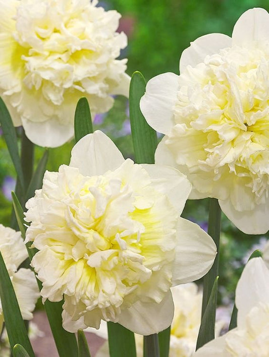 Bulbi Narcise Ice King - Pachet 3 Bulbi - Aqua Flowers