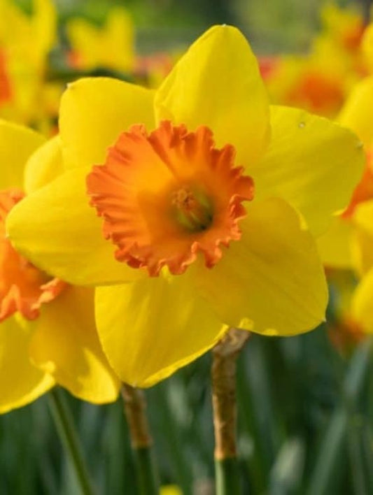 Bulbi Narcise Pimpernel - Pachet 3 Bulbi - Aqua Flowers