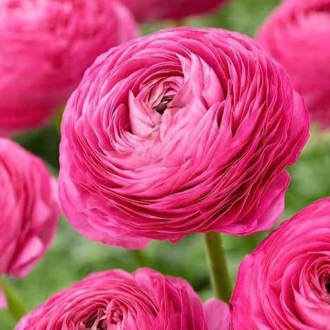 Bulbi Ranunculus - Aviv Pink - Pachet 10 Bulbi