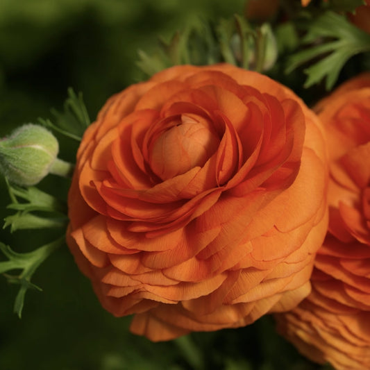 Bulbi Ranunculus - Orange - Pachet 10 Bulbi - Aqua Flowers