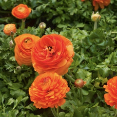 Bulbi Ranunculus - Orange - Pachet 10 Bulbi
