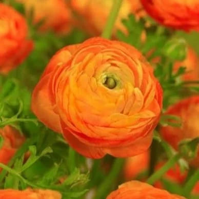 Bulbi Ranunculus - Orange - Pachet 10 Bulbi