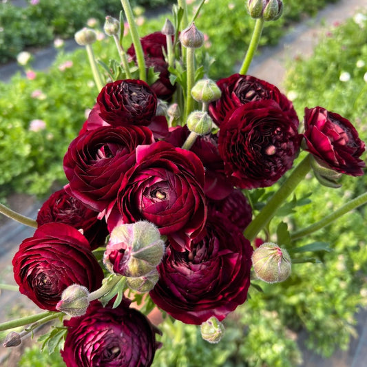 Bulbi Ranunculus - Viola - Pachet 10 Bulbi - Aqua Flowers