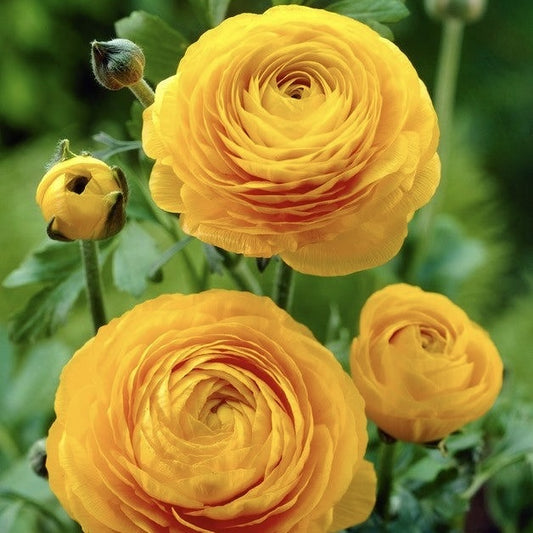 Bulbi Ranunculus - Yellow - Pachet 10 Bulbi - Aqua Flowers