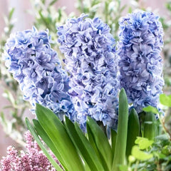 Bulbi de Zambile Blue Eyes - Pachet 3 Bulbi, Aqua Flowers