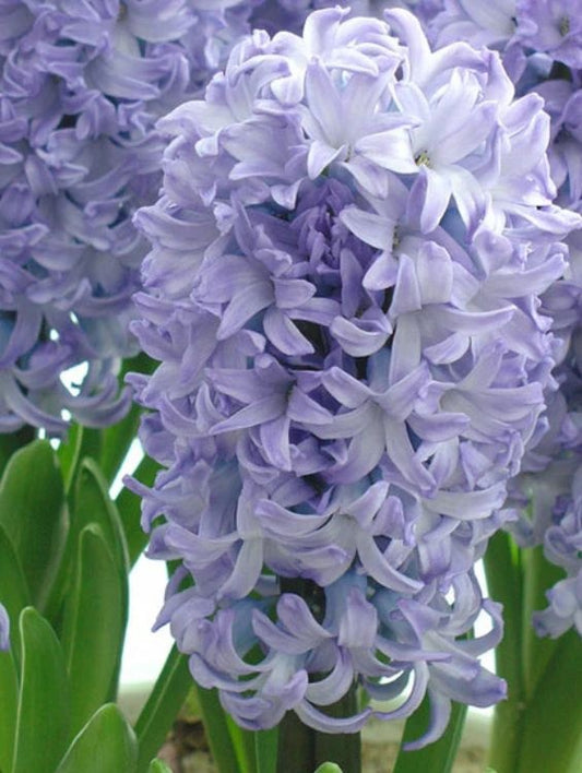 Bulbi Zambile Blue Eyes - Pachet 3 Bulbi - Aqua Flowers