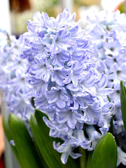 Bulbi de Zambile Blue Eyes - Pachet 3 Bulbi, Aqua Flowers