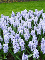 Bulbi de Zambile Blue Eyes - Pachet 3 Bulbi, Aqua Flowers